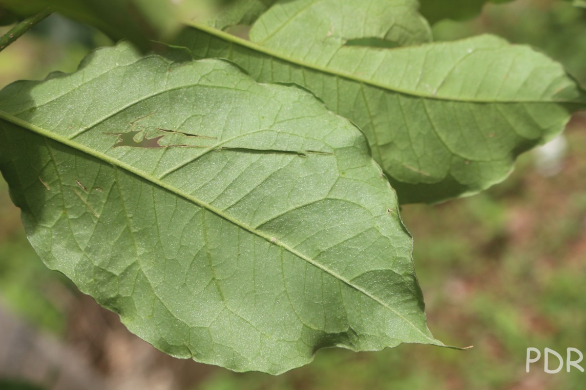 Bunchosia armeniaca (Cav.) DC.
